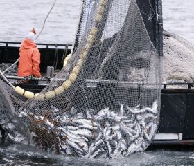 Росрыболовством была поддержана позиция НСА на счет поправок в законодательство по страхованию объектов аквакультуры